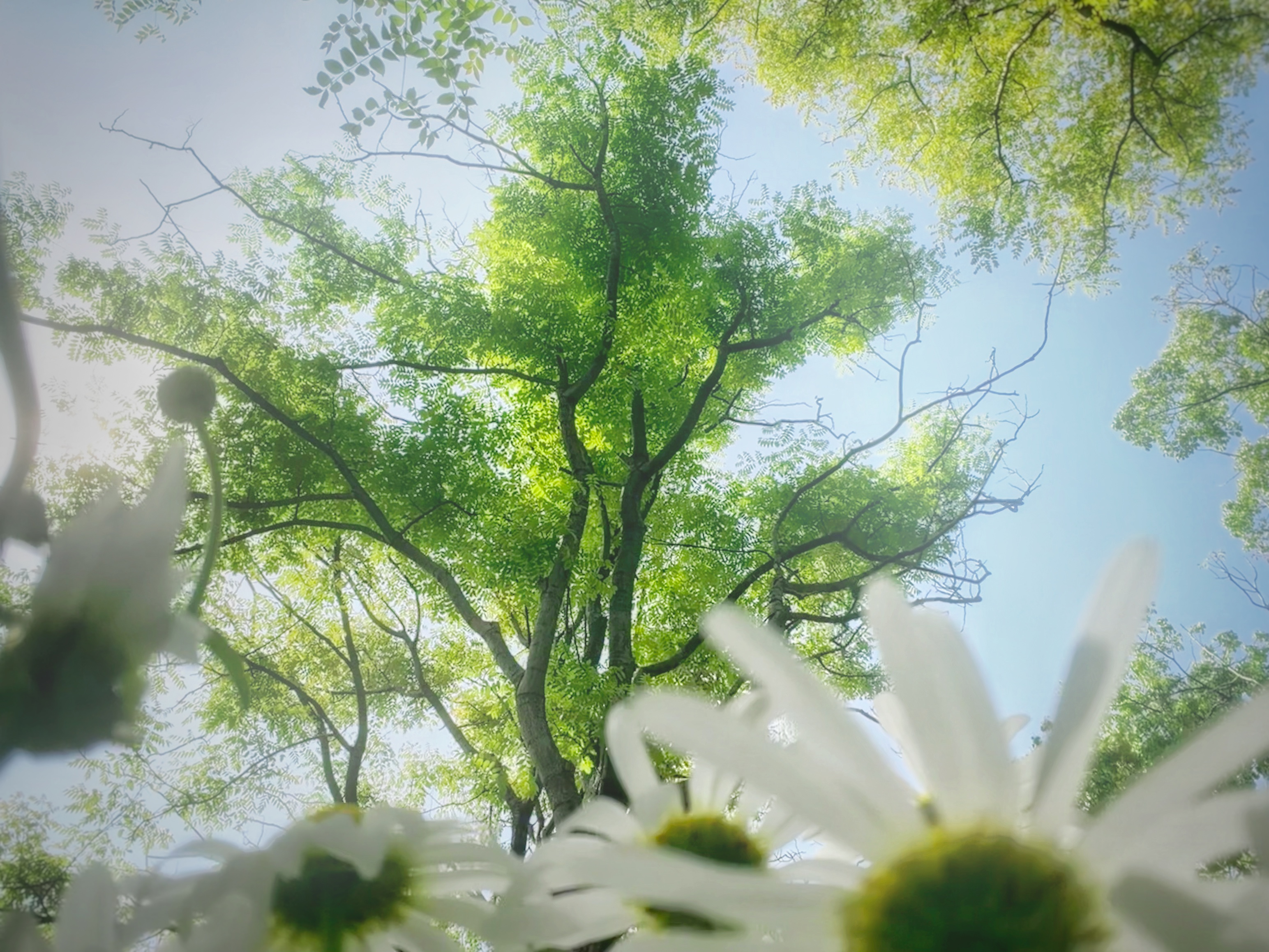 Spring